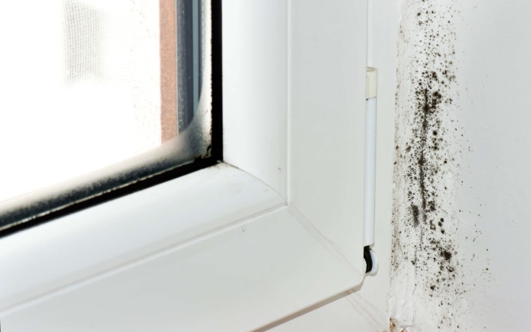 8 Tips to Prevent Mold Growth in Your Home